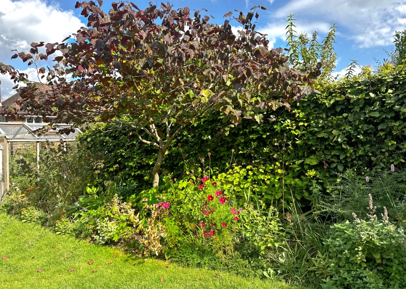 Berlas Midhurst NGS Gardens